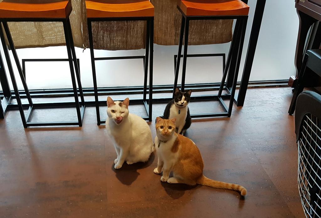 Meow G Cafe Hostel Hualien City Exterior photo